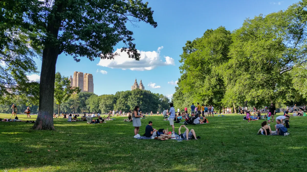 Central Park through the trees